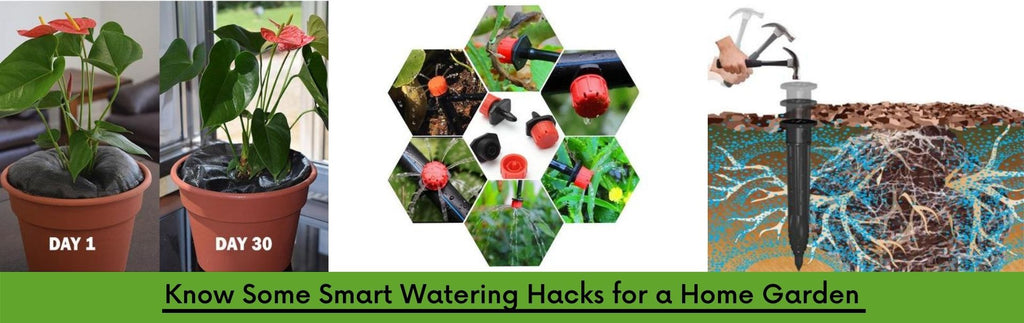 Know Some Smart Watering Hacks for a Home Garden